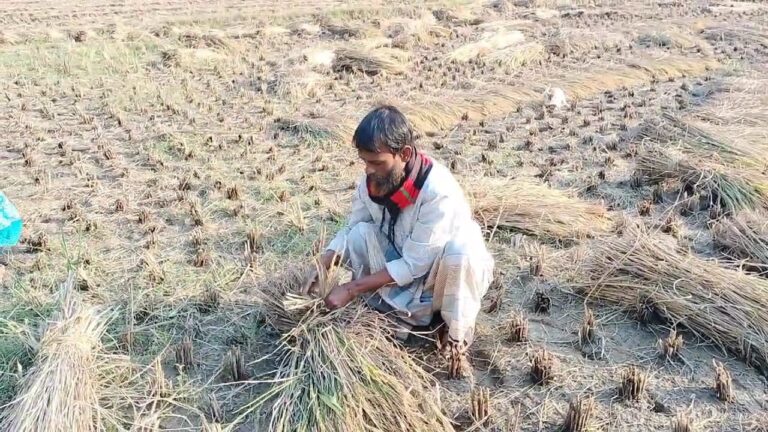 ভালুকায় বিরোধপূর্ণ জমির ধান বিক্রি করে দিলো পুলিশ